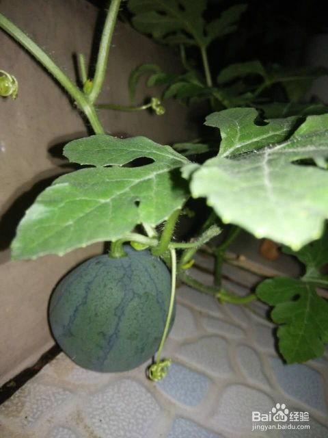 吃籽不吃瓜的西瓜,揭秘吃籽不吃瓜的奇妙现象