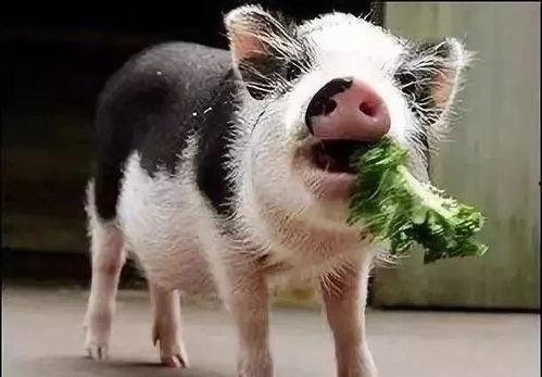 小小猪吃瓜视频,揭秘网络短视频的趣味魅力