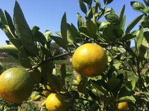 橘哥吃瓜,揭秘娱乐圈那些不为人知的幕后故事