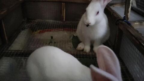 兔子躺在地里吃瓜,享受夏日瓜果盛宴