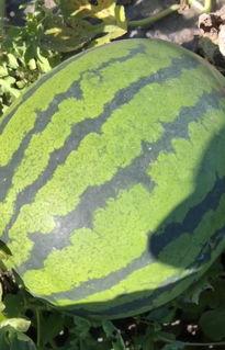 富锦市吃瓜,瓜果飘香，品味田园生活