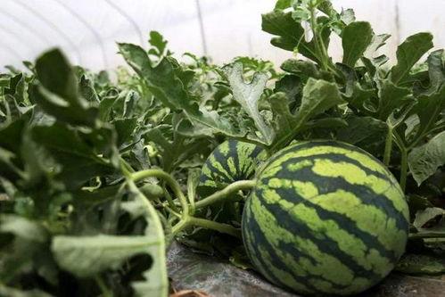 不回信息吃瓜,揭秘不回信息背后的“吃瓜”真相