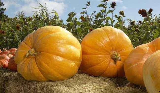 玉茹瓜可以煮着吃,传统美食的焕新演绎