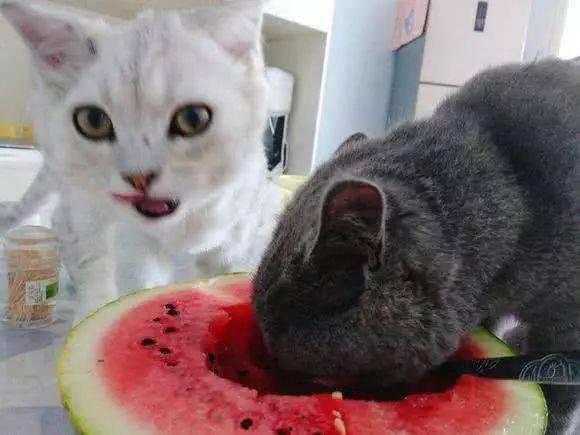 吃瓜和猫咪,揭秘宠物界的趣味瞬间