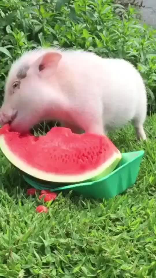 舍友吃瓜模板,一起见证室友们的欢乐时光