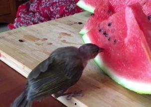 小鸟吃瓜的文案,小鸟的美食探险记