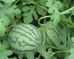 孕妇可以吃夏瓜,夏瓜助力孕妇健康营养