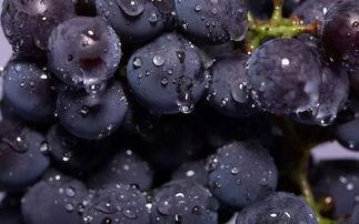 吃葫芦瓜能吃葡萄吗,揭秘两者能否共食的奥秘