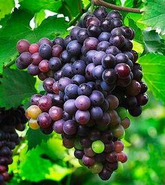 吃葫芦瓜能吃葡萄吗,揭秘两者能否共食的奥秘