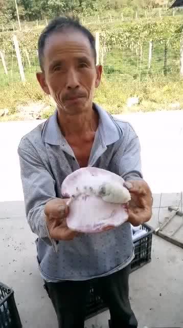 大叔吃瓜王者,王者风范尽显