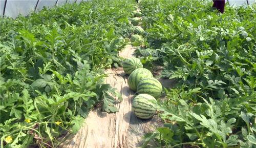 海兴最新吃瓜事件视频,揭秘幕后真相，网友热议不断