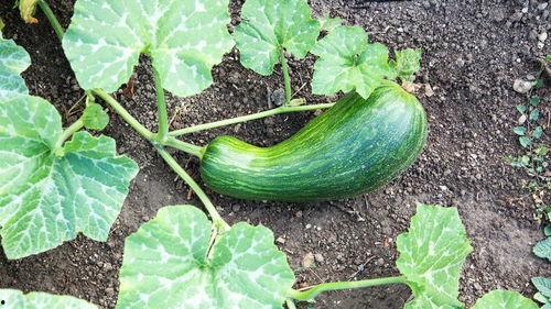 瓠瓜怎么吃最好,这样吃最营养