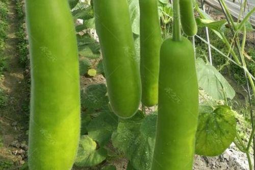 瓠瓜怎么吃最好,这样吃最营养