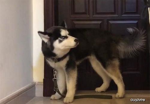 喜欢吃瓜哈士奇,哈士奇陪你畅享夏日清凉时光