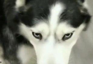 喜欢吃瓜哈士奇,哈士奇陪你畅享夏日清凉时光