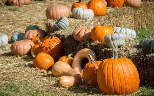 白云观吃瓜,一场穿越古今的美食之旅