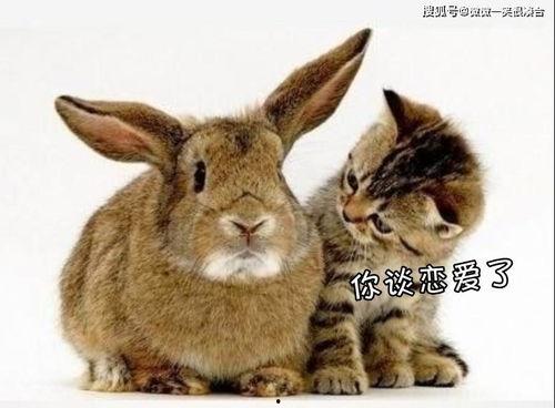 吃瓜小甜兔,揭秘娱乐圈那些不为人知的幕后故事