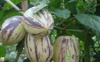 奶妈可以吃茄瓜吗,茄瓜，哺乳期妈妈的健康选择