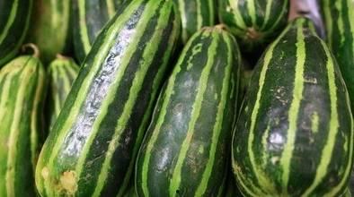 减肥可以吃梢瓜吗,健康美味两不误