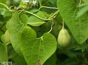 减肥可以吃梢瓜吗,健康美味两不误