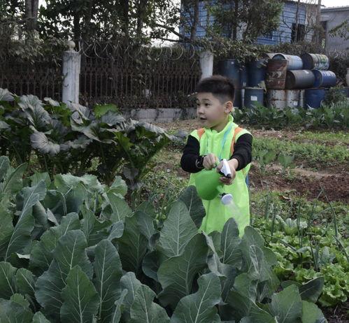 吃瓜群众蔬菜干,揭秘健康零食新潮流