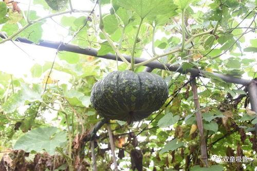 吃瓜群众蔬菜干,揭秘健康零食新潮流