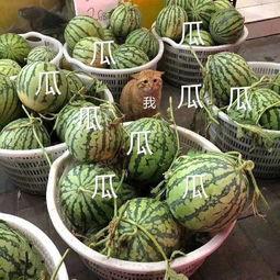 云力态吃瓜,揭秘网络热点的云端魅力