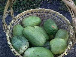 田妈吃瓜,揭秘娱乐圈幕后故事