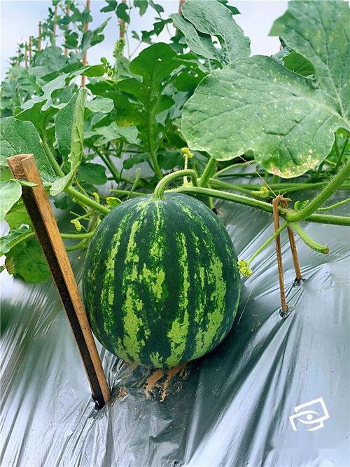 海扬吃瓜,揭秘娱乐圈幕后真相