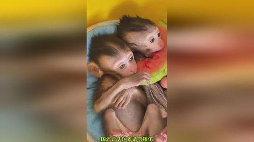 小奇吃瓜视频,揭秘娱乐圈幕后故事