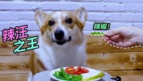 狗嘴吃蜜瓜,意外惊喜的甜蜜瞬间