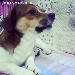 狗嘴吃蜜瓜,意外惊喜的甜蜜瞬间