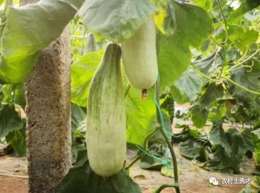 连皮带吃的瓜叫什么瓜,揭秘“连皮带吃”的独特瓜类