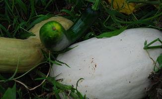 蘸雪吃瓜,蘸雪吃瓜的别样风味