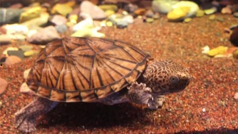 蛋龟吃瓜,探索蛋龟的美食世界