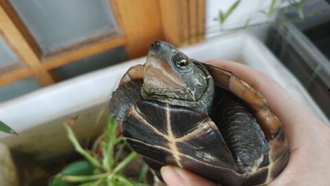 蛋龟吃瓜,探索蛋龟的美食世界
