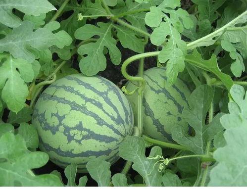 顺德吃瓜是哪一集,揭秘美食背后的故事