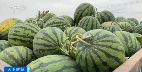 顺德吃瓜是哪一集,揭秘美食背后的故事