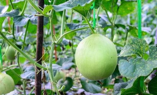 突然吃瓜嗓子痒,揭秘嗓子痒的真相与应对策略