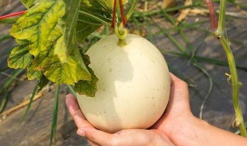 突然吃瓜嗓子痒,揭秘嗓子痒的真相与应对策略