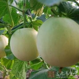 突然吃瓜嗓子痒,揭秘嗓子痒的真相与应对策略