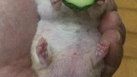 老王吃瓜ink,揭秘娱乐圈背后的故事