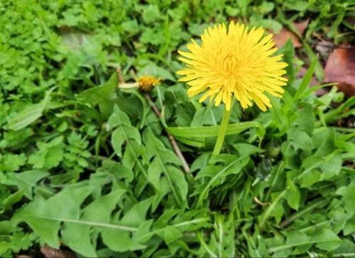 蒲公英和小瓜吃,蒲公英与小瓜的奇妙冒险之旅