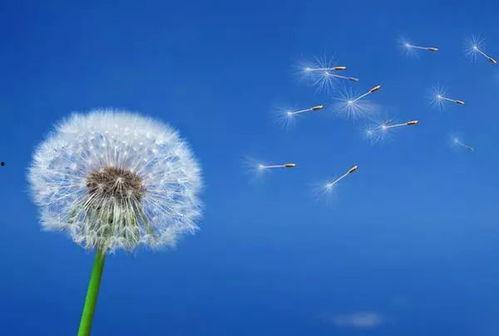 蒲公英和小瓜吃,蒲公英与小瓜的奇妙冒险之旅