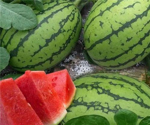 吃瓜电商,揭秘网络购物中的“瓜田”现象