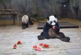 带你吃瓜动物熊猫,带你领略“吃瓜动物”的独特魅力