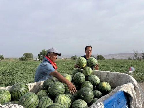 友谊广场吃瓜,瓜香四溢，共享欢乐时光