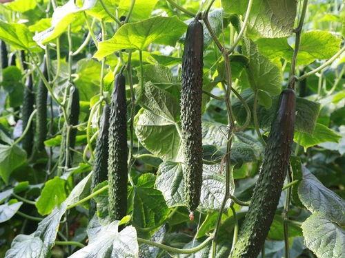 吃瓜小黄花,揭秘吃瓜小黄花的瓜界传奇