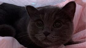 演绎吃瓜的小猫,演绎生活百态