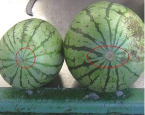 吃圈圈瓜,探寻夏日消暑新宠